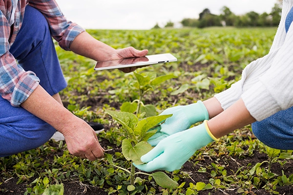 Programadores de Riego Valencia: programador de riego automático para jardín y zonas verdes.