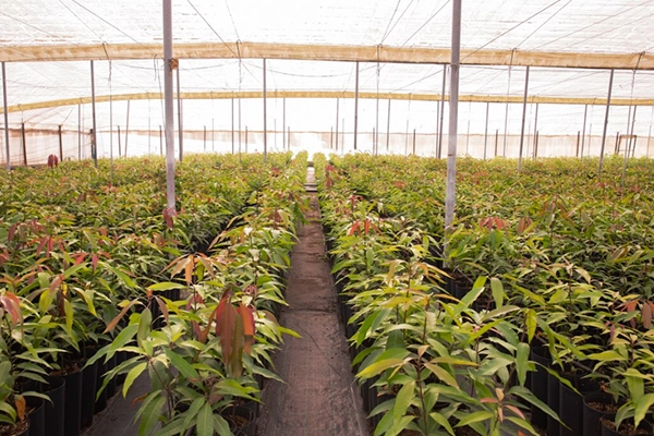 Sistemas de Riego por Goteo Valencia: instalación de riego en invernadero con filas de plantas.